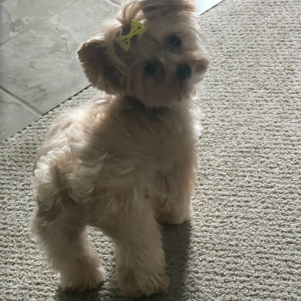 Meet your Posher, Posh